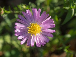 Obraz premium purple aster close up