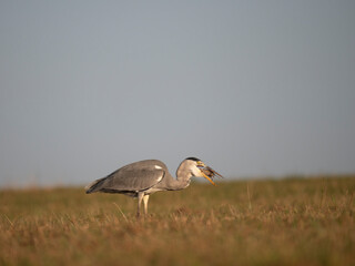 Graureiher (Ardea cinerea) bei der Mäusejagd
