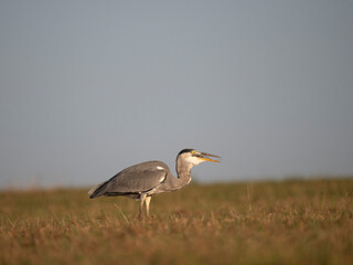 Graureiher (Ardea cinerea) bei der Mäusejagd