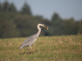 Obraz premium Graureiher (Ardea cinerea) bei der Mäusejagd