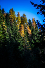 Fototapeta premium Autumn light on the Carnic Alps. Monte Coglians, Forni Avoltri and its colorful woods