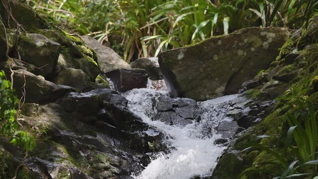 Flowing Stream in Rainforest