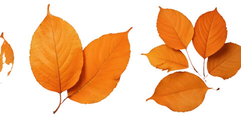 Orange autumn leaves with a Transparent Background