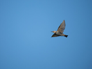 Star (Sturnus vulgaris)