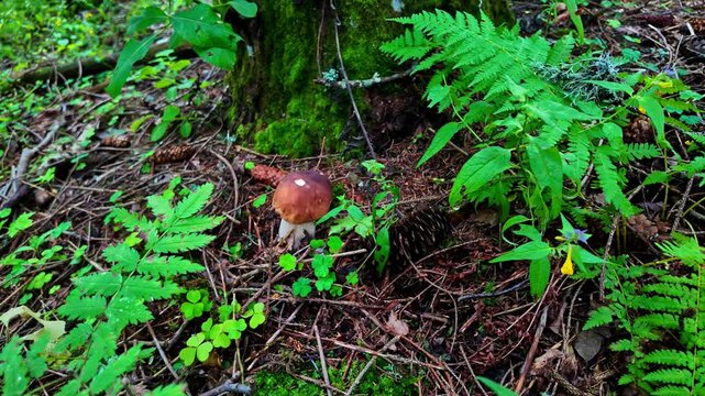 Beautiful boletus mushroom in wild natural green forest, close up