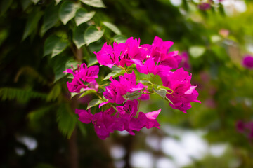 Fototapeta premium Vibrant Pink Bougainvillea Flowers in Full Bloom