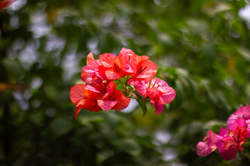 Vibrant Orange Bougainvillea Flowers in Full Bloom