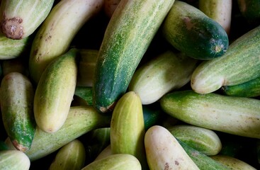 Pile of green fresh raw cucumber vegetable isolated on horizontal full frame background.