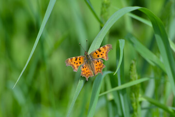  C-Falter,  Polygonia c-album