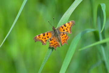 C-Falter,  Polygonia c-album