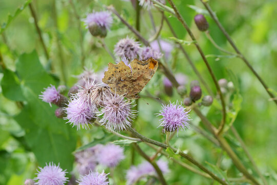  C-Falter,  Polygonia c-album