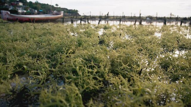 Natural Field Farm Seaweed Plantations in Asia. Collecting at Sea Weed Farm Plantation. Close-up Algae Harvest. Organic Farming for Healthy Vegan Food. Beautiful Travel in Planet. Vietnam at Sunset 4k