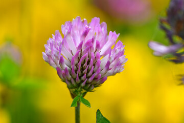 Wiesenklee, Rotklee // red clover (Trifolium pratense)