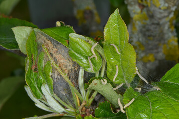 Apfel-Gespinstmotte, Yponomeuta malinellus