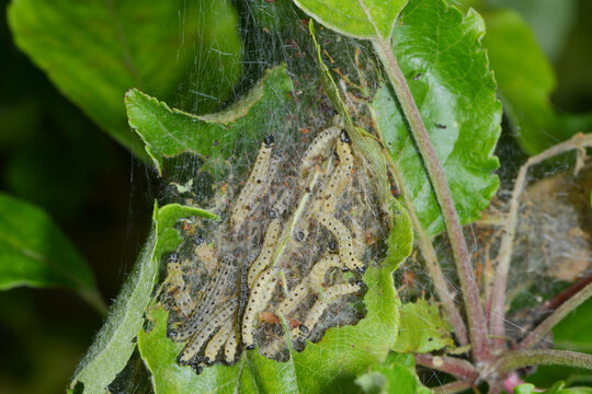 Apfel-Gespinstmotte, Yponomeuta malinellus