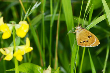 Brauner Waldvogel,  Aphantopus hyperantus
