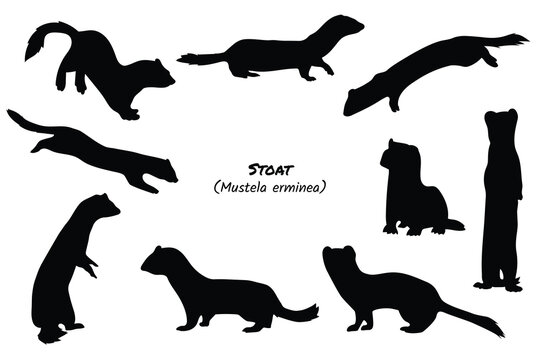 Stoat Silhouette Collection - Mustela erminea in Various Poses