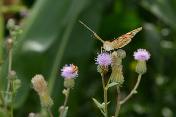  Distelfalter, Vanessa cardui