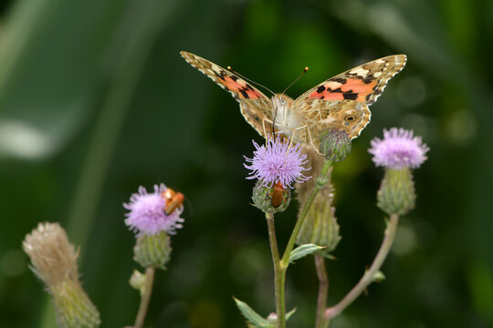  Distelfalter, Vanessa cardui