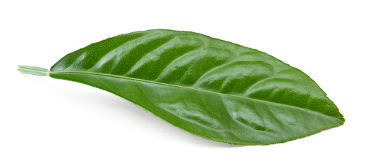 citrus leaves isolated on white background. clipping path