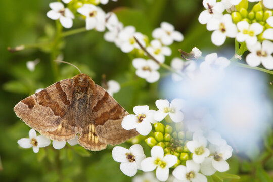 Braune Tageule, Euclidia glyphica
