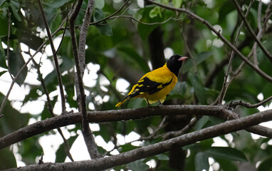 Black-hooded Oriole.