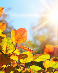 Obraz premium a background border of vibrant autumn leaves, colorful with sun shining through