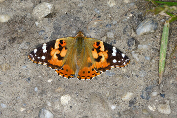  Distelfalter, Vanessa cardui