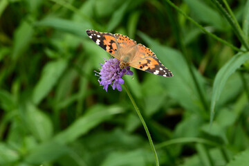  Distelfalter, Vanessa cardui