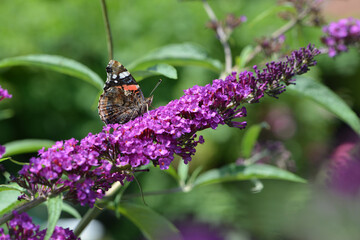 Admiral,  Vanessa atalanta