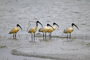 Five black headed ibis.