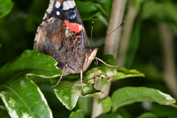 Admiral,  Vanessa atalanta