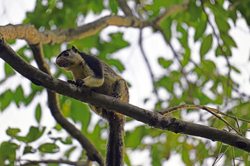 Grizzled giant squirrel in the canopy.