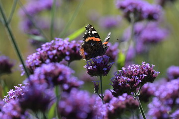  Distelfalter, Vanessa cardui