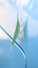 ショウリョウバッタ成虫昆虫日本の秋