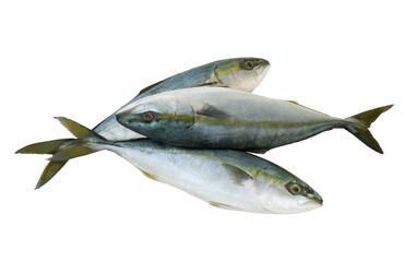 Three yellowtail amberjack fishes isolated on white background	