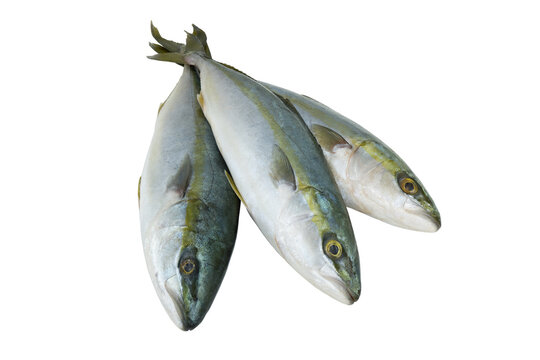 Fresh yellowtail amberjack fishes isolated on white background	