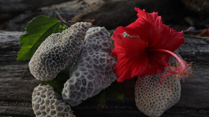 Dead coral and flowers on the beach on wood. Texture background
