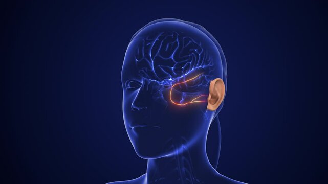 Auditory Pathway Transmits Sensory Signals for Hearing