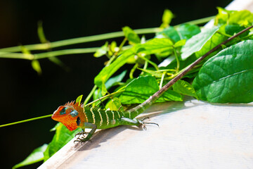 Eye to eye, with a green forest tree lizard, in Sri Lanka.