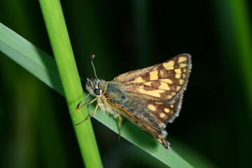 Gelbwürfelige Dickkopffalter,  Carterocephalus palaemon