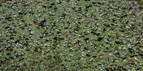 abstract background of green leaves lotus on pond 