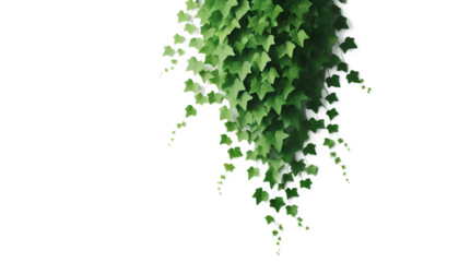 green leaves on a white background