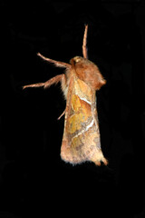 Ampfer-Wurzelbohrer, Triodia sylvina