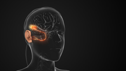 The Auditory Pathway Carries Sensory Hearing Information