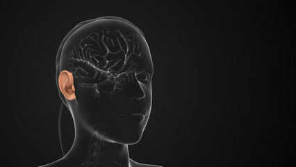 The Auditory Pathway Carries Sensory Hearing Information