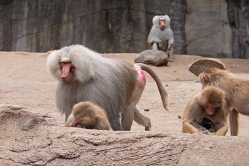 Hamadryas baboon