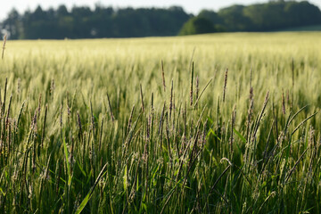 Ackerfuchsschwanz,  Alopecurus myosuroides