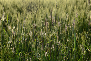 Ackerfuchsschwanz,  Alopecurus myosuroides