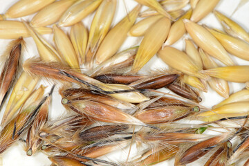 Flughafer, Avena fatua L.